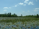 Vegitated Floating Peat Battery